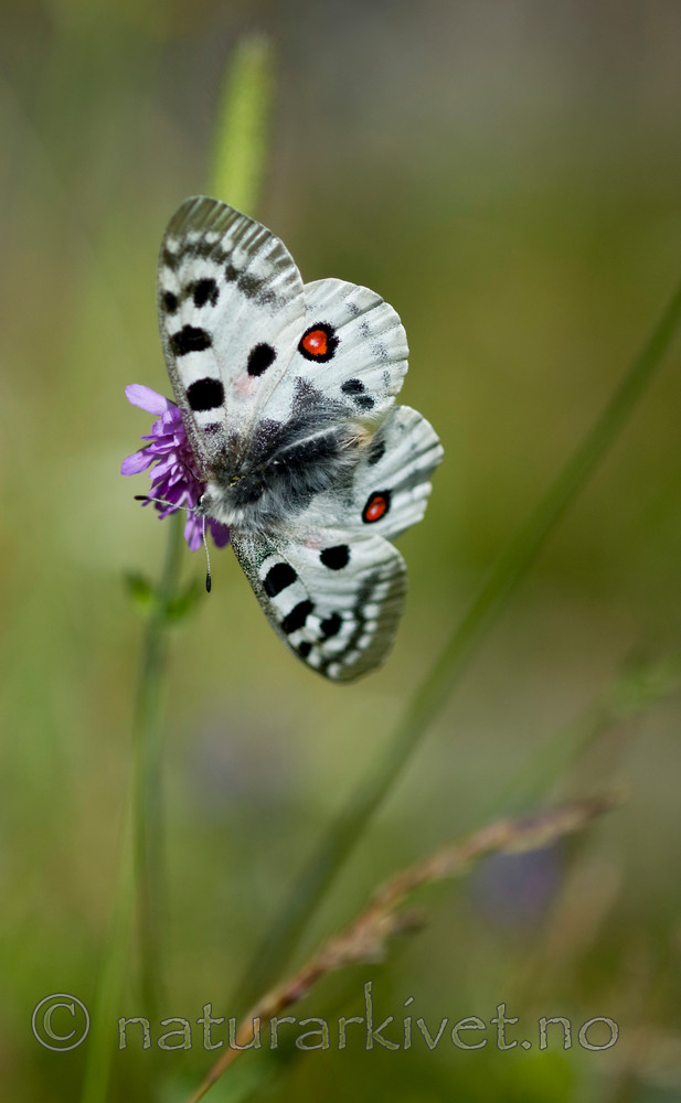 BB 12 0254 / Knautia arvensis / Rødknapp <br /> Parnassius apollo / Apollosommerfugl