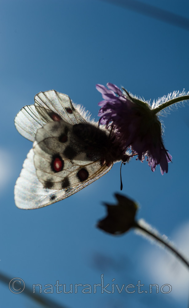 BB 12 0256 / Knautia arvensis / Rødknapp <br /> Parnassius apollo / Apollosommerfugl