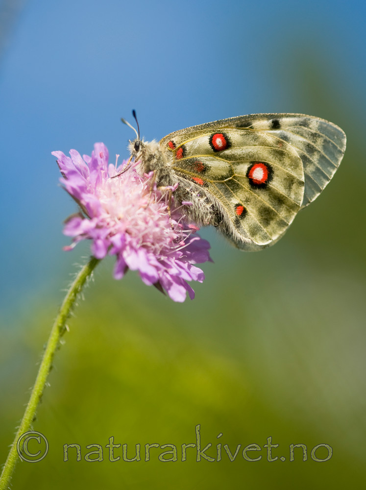 BB 12 0261 / Knautia arvensis / Rødknapp <br /> Parnassius apollo / Apollosommerfugl