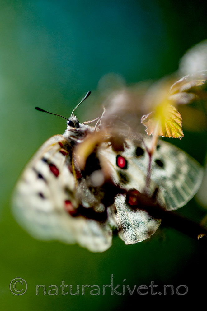 BB 12 0264 / Parnassius apollo / Apollosommerfugl
