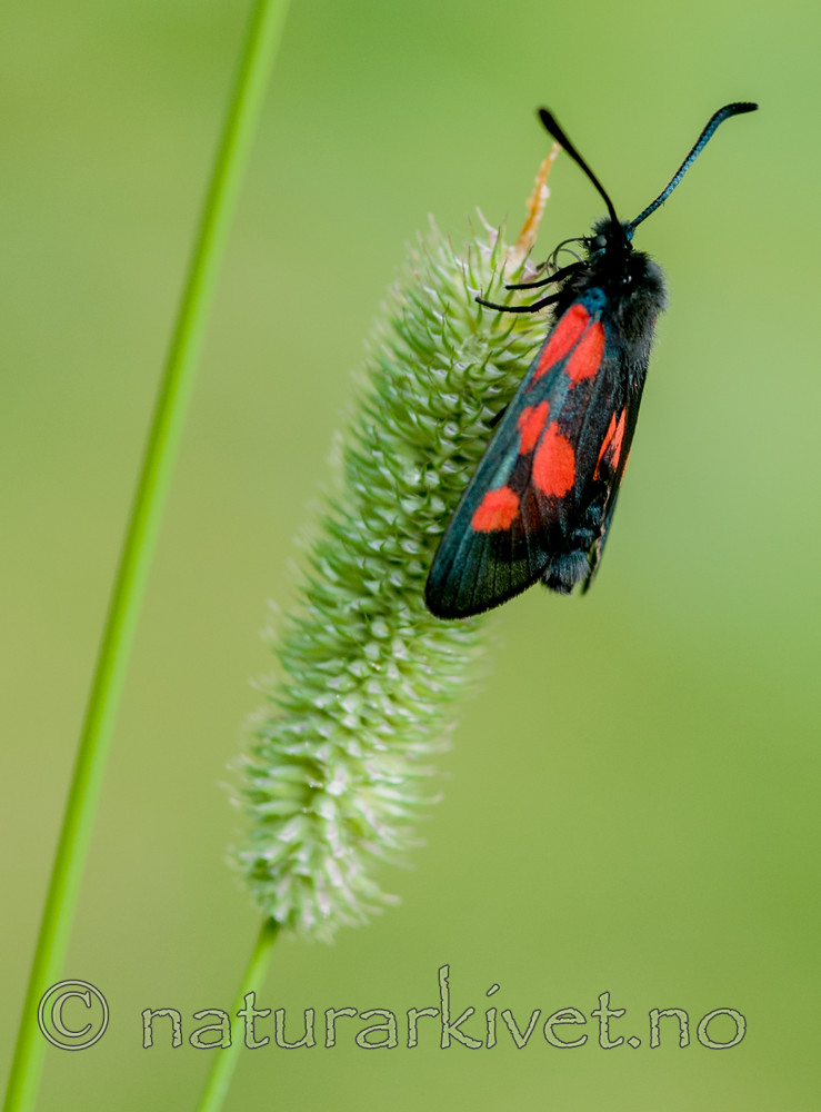 BB 12 0268 / Phleum pratense / Timotei <br /> Zygaena viciae / Liten bloddråpesvermer