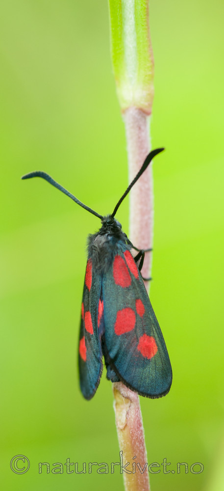 BB 12 0269 / Zygaena viciae / Liten bloddråpesvermer
