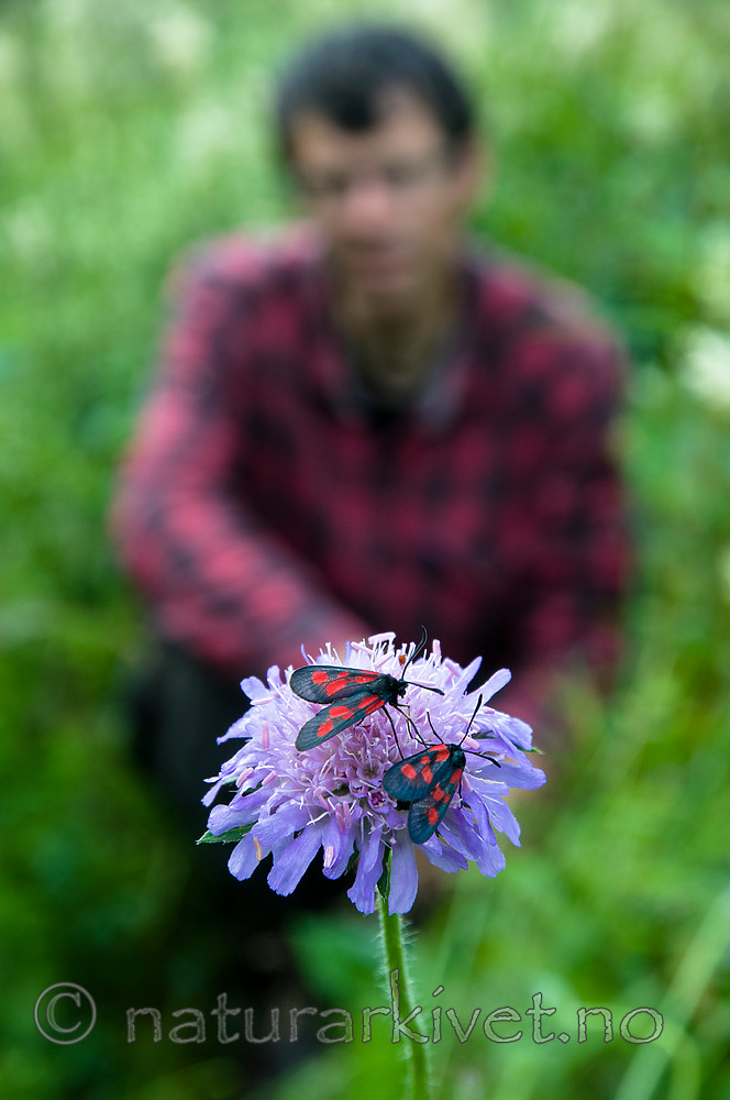 BB 12 0272 / Knautia arvensis / Rødknapp <br /> Zygaena viciae / Liten bloddråpesvermer
