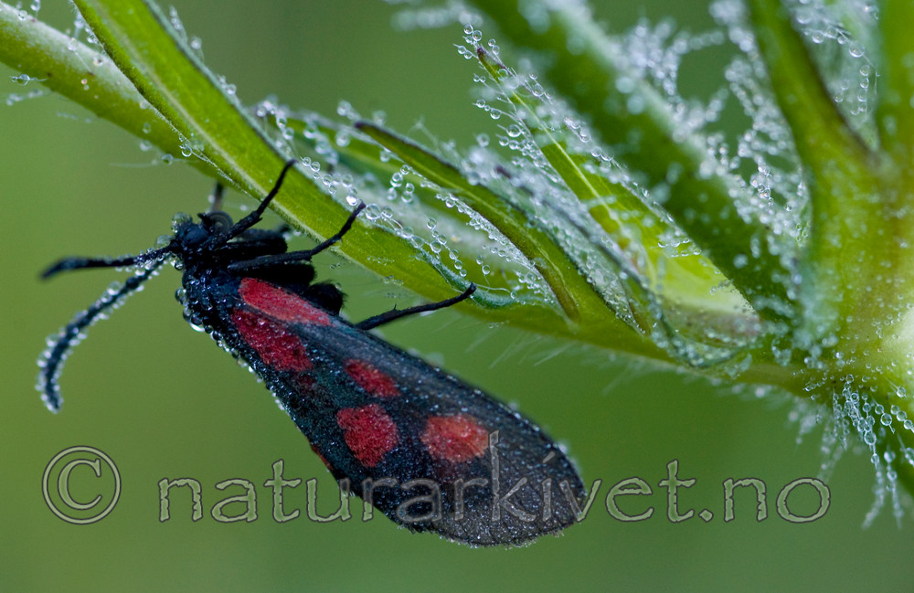 BB 12 0276 / Zygaena viciae / Liten bloddråpesvermer
