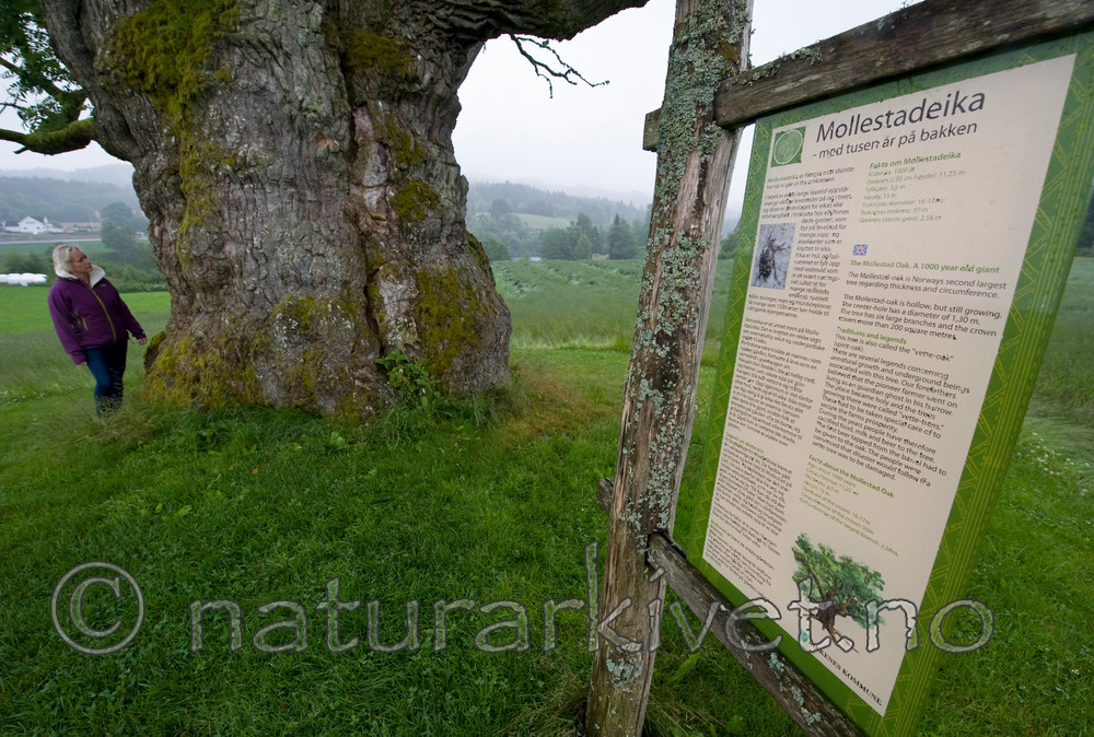 BB 12 0278 / Quercus robur / Sommereik