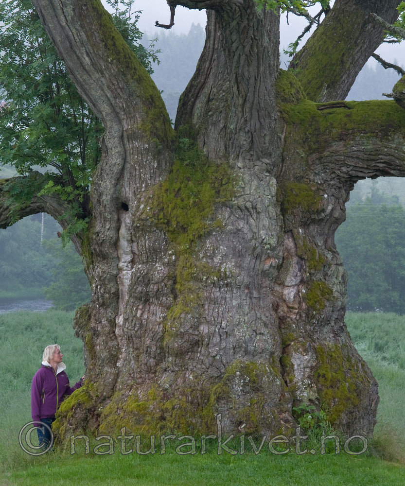 BB 12 0279 / Quercus robur / Sommereik