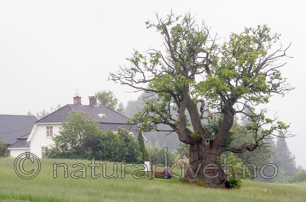 BB 12 0281 / Quercus robur / Sommereik