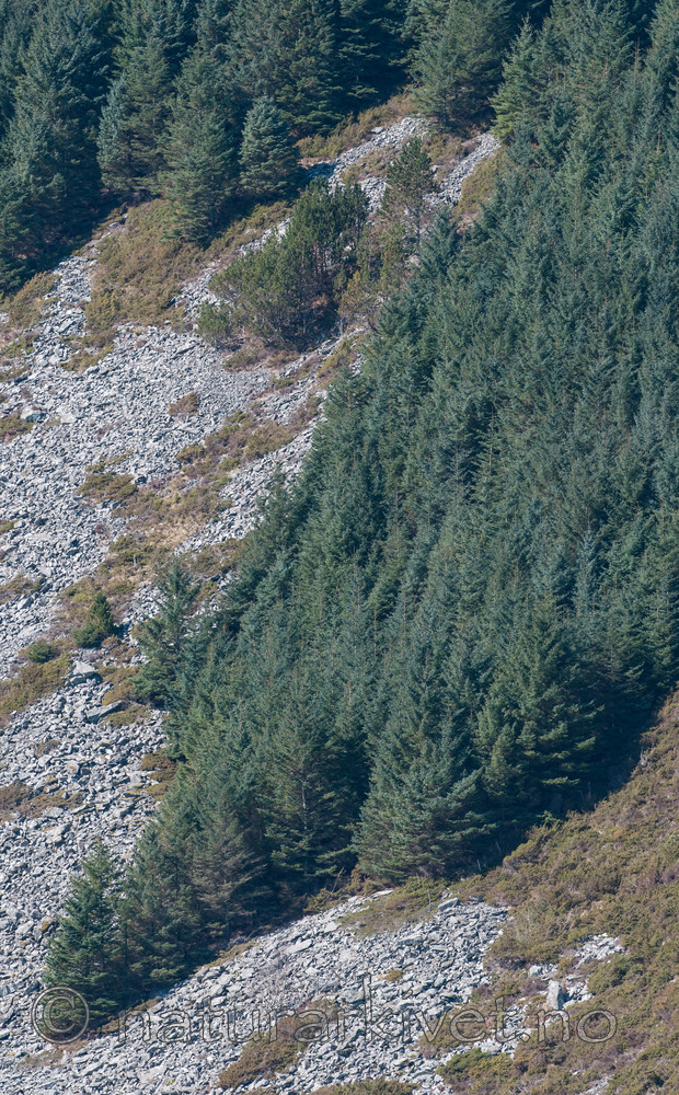 BB 12 0287 / Picea sitchensis / Sitkagran