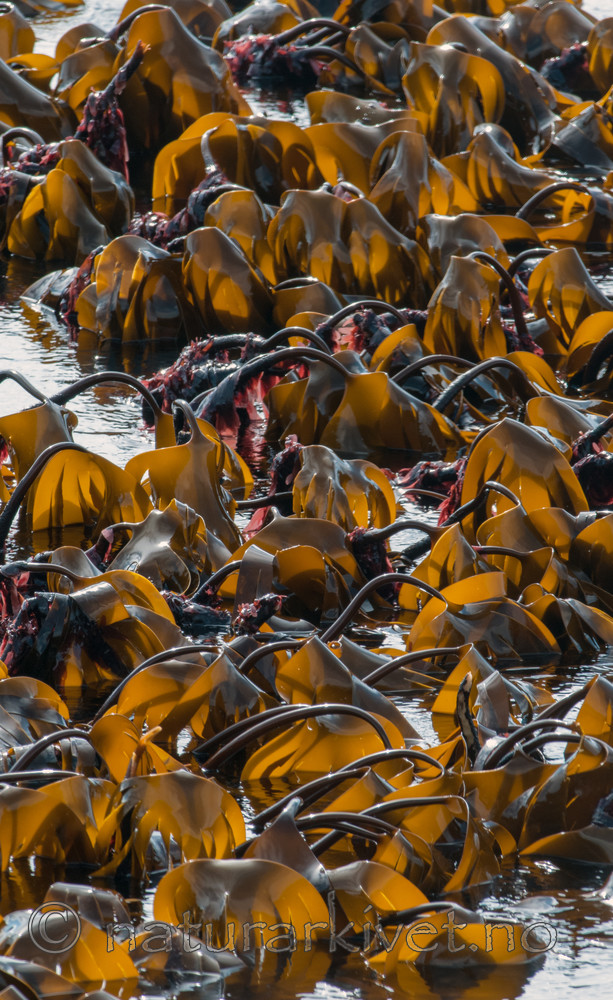 BB 12 0289 / Palmaria palmata / Søl