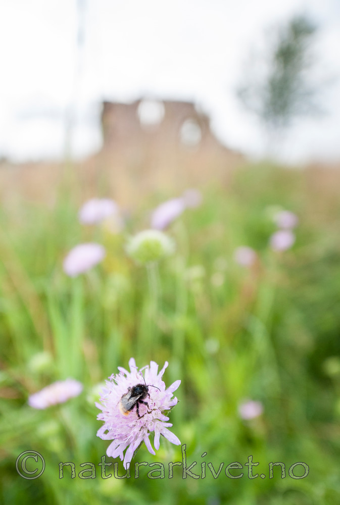 BB 12 0295 / Bombus ruderarius / Gresshumle <br /> Knautia arvensis / Rødknapp