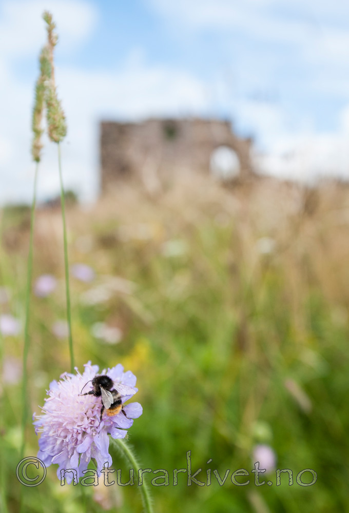 BB 12 0297 / Bombus ruderarius / Gresshumle <br /> Knautia arvensis / Rødknapp