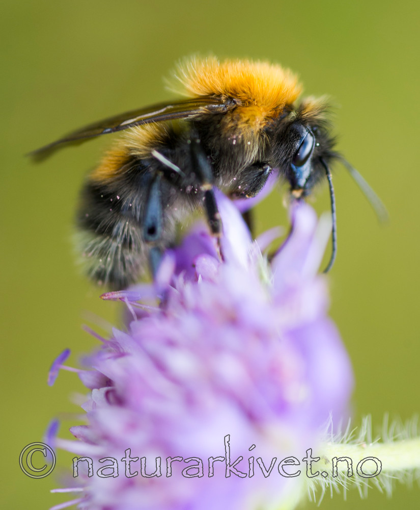BB 12 0300 / Bombus consobrinus / Lushatthumle <br /> Knautia arvensis / Rødknapp
