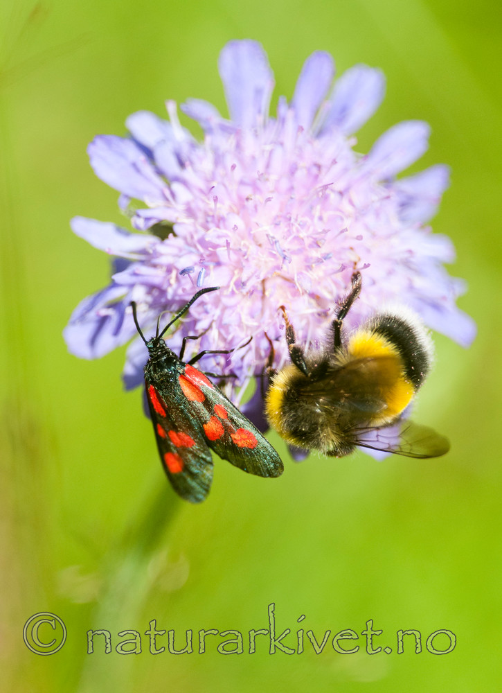 BB 12 0301 / Bombus lucorum / Lys jordhumle <br /> Knautia arvensis / Rødknapp <br /> Zygaena viciae / Liten bloddråpesvermer