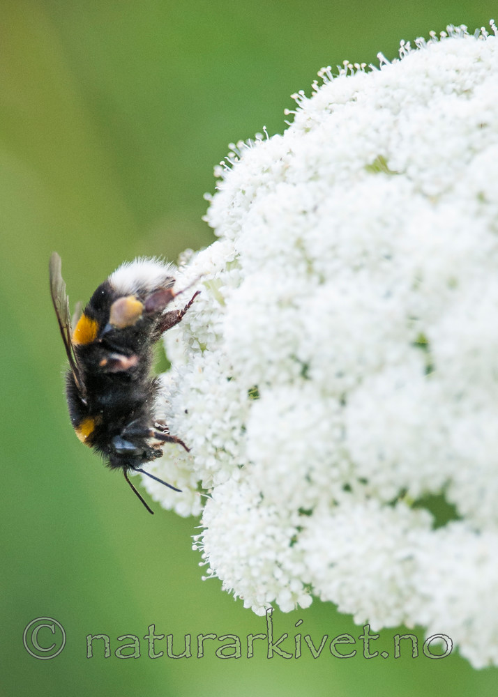 BB 12 0303 / Bombus terrestris / Mørk jordhumle <br /> Seseli libanotis / Hjorterot
