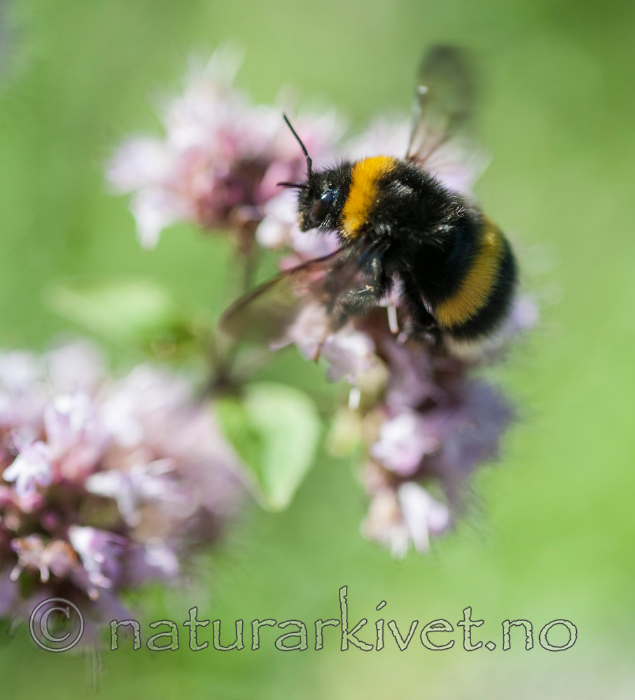 BB 12 0305 / Bombus lucorum / Lys jordhumle <br /> Thymus pulegioides / Bakketimian