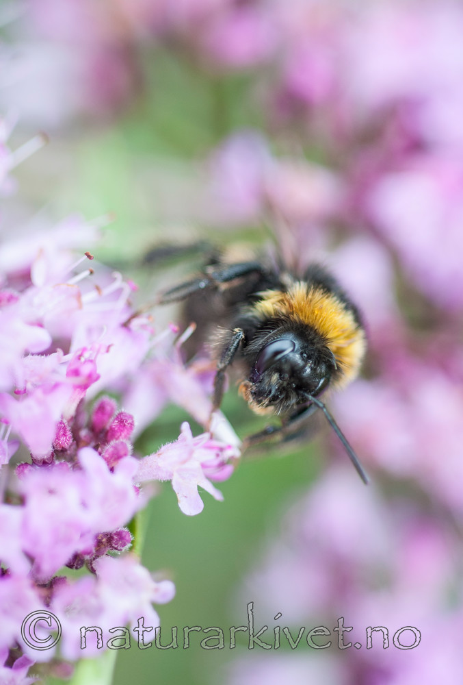BB 12 0306 / Bombus magnus / Kragejordhumle <br /> Thymus pulegioides / Bakketimian