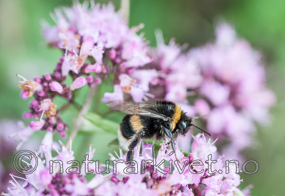 BB 12 0307 / Bombus magnus / Kragejordhumle <br /> Thymus pulegioides / Bakketimian