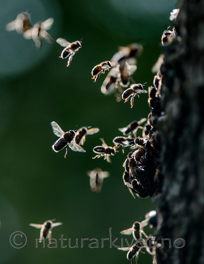 BB 12 0312 / Apis mellifera / Honningbie