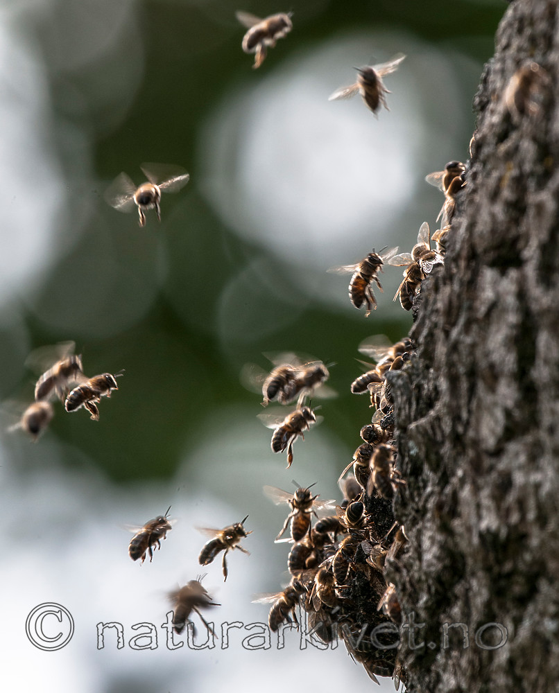 BB 12 0314 / Apis mellifera / Honningbie