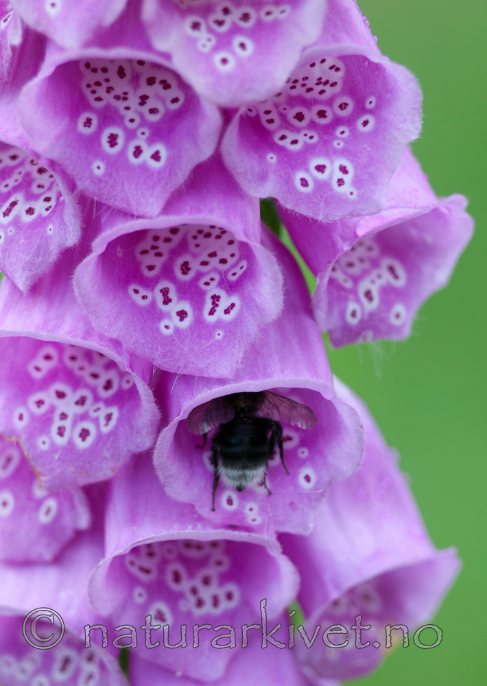 BB 12 0324 / Bombus hortorum / Hagehumle <br /> Digitalis purpurea / Revebjelle