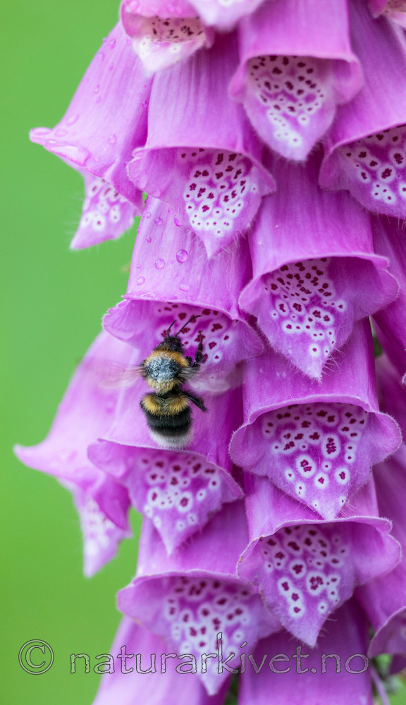 BB 12 0329 / Bombus hortorum / Hagehumle <br /> Digitalis purpurea / Revebjelle