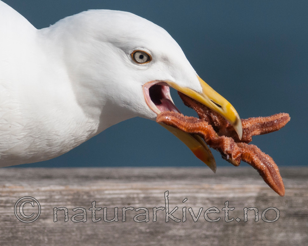 BB 12 0330 / Larus argentatus / Gråmåke