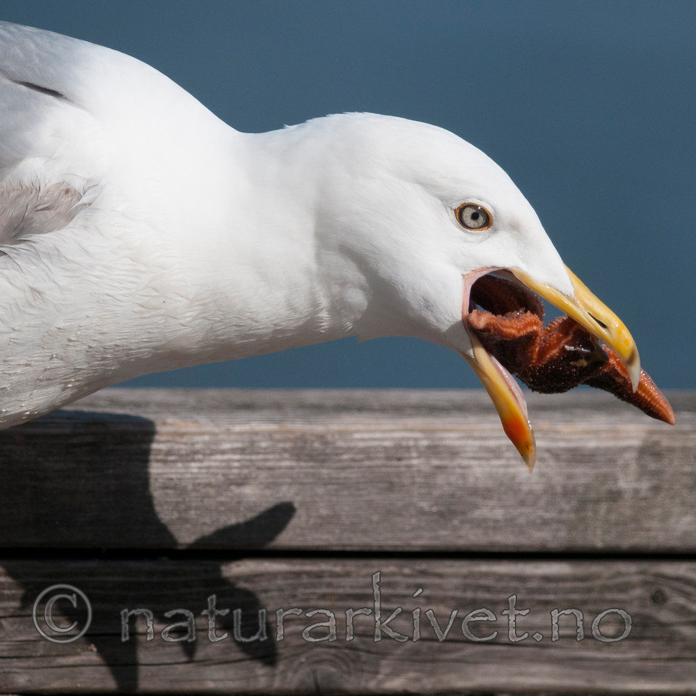 BB 12 0331 / Larus argentatus / Gråmåke