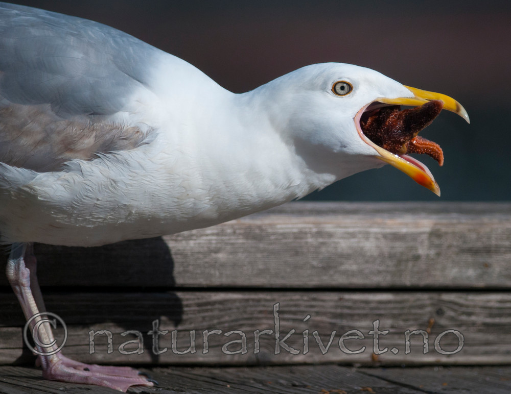 BB 12 0333 / Larus argentatus / Gråmåke