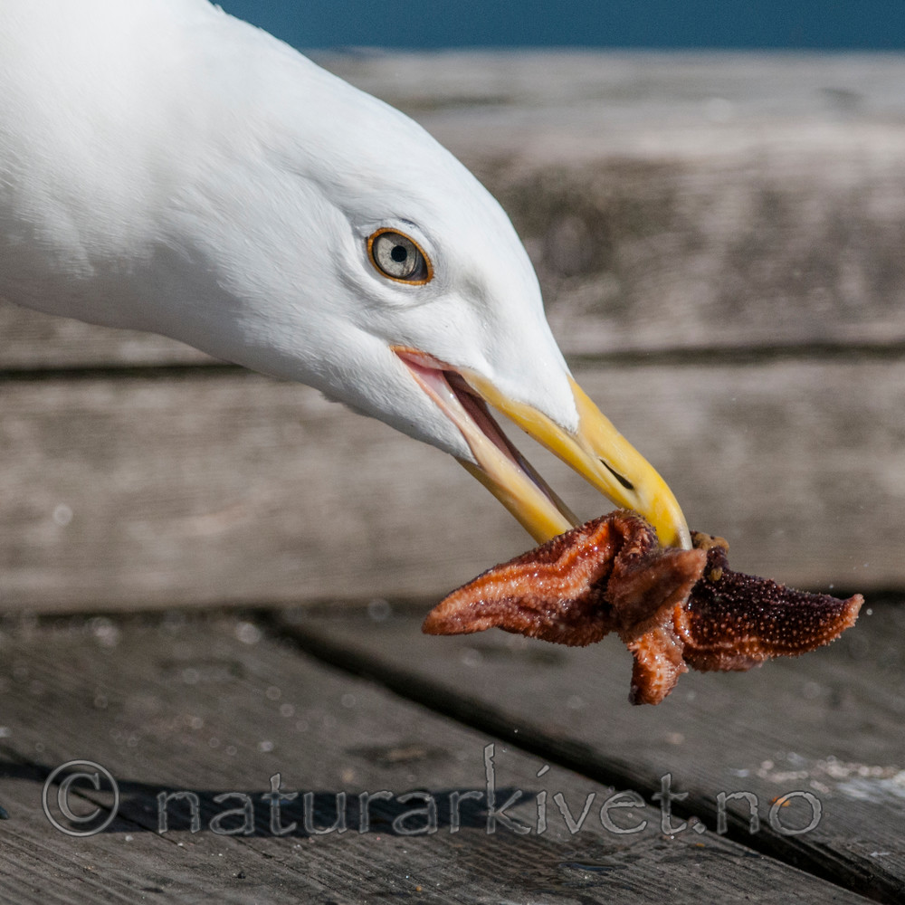 BB 12 0334 / Larus argentatus / Gråmåke