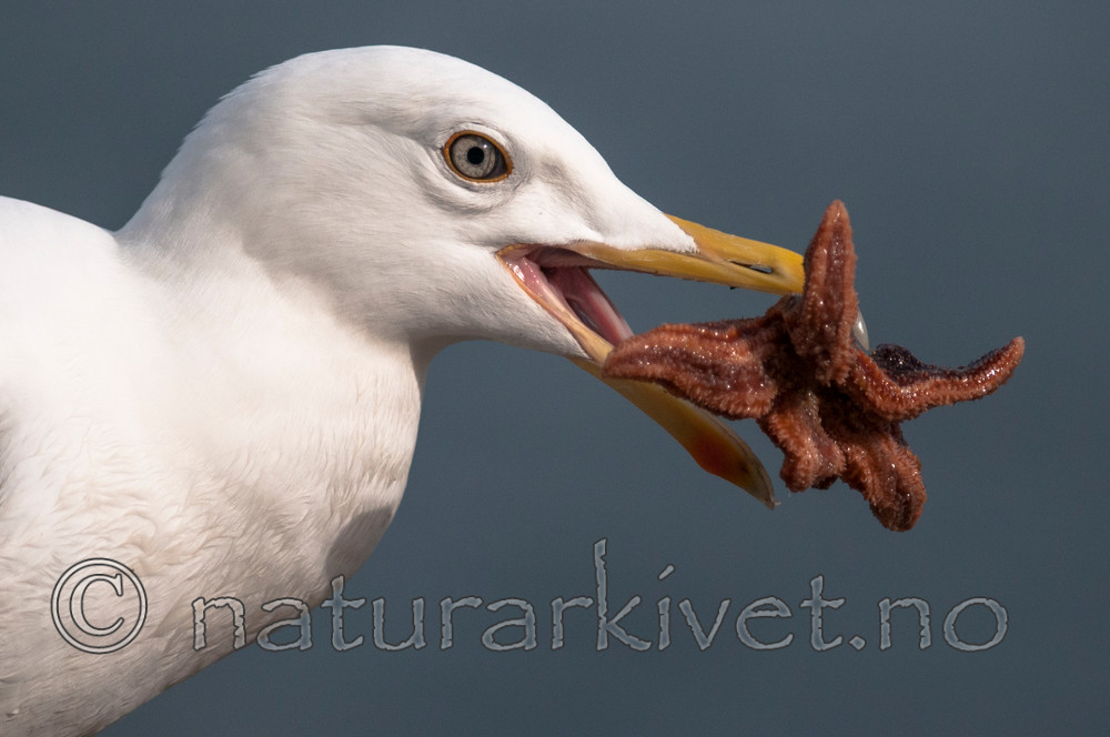 BB 12 0335 / Larus argentatus / Gråmåke