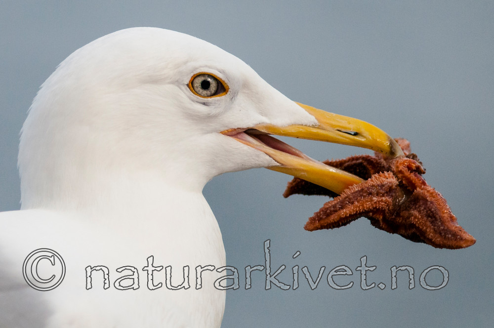 BB 12 0336 / Larus argentatus / Gråmåke
