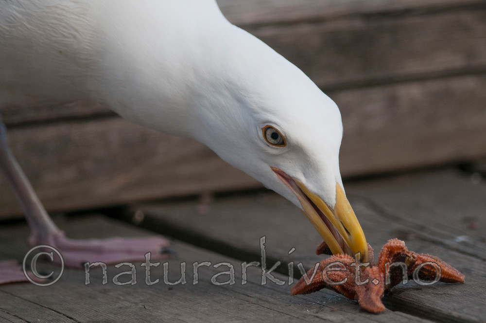 BB 12 0337 / Larus argentatus / Gråmåke