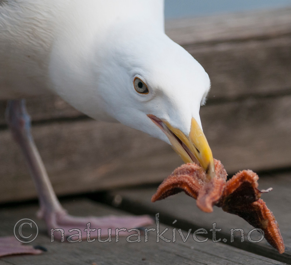 BB 12 0338 / Larus argentatus / Gråmåke