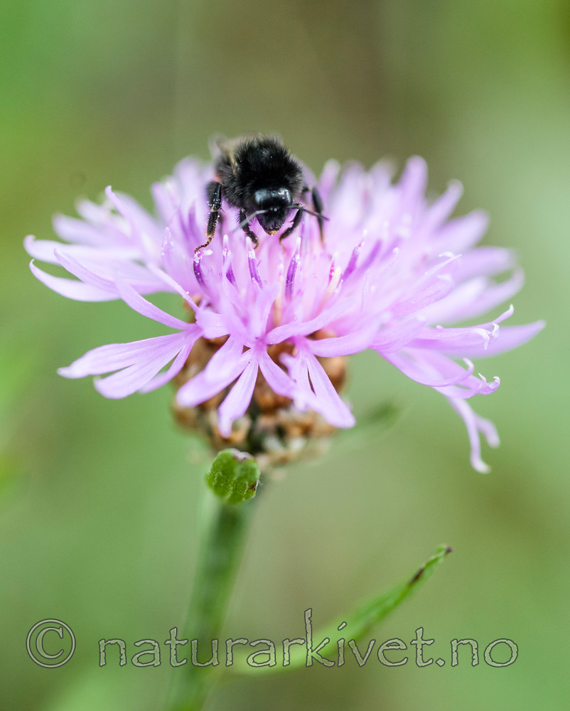 BB 12 0344 / Bombus lapidarius / Steinhumle <br /> Centaurea jacea / Engknoppurt