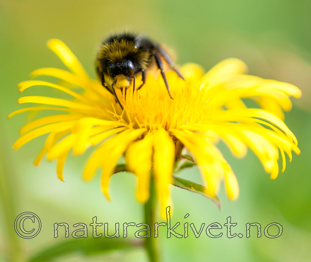 BB 12 0345 / Bombus lapidarius / Steinhumle <br /> Inula salicina / Krattalant