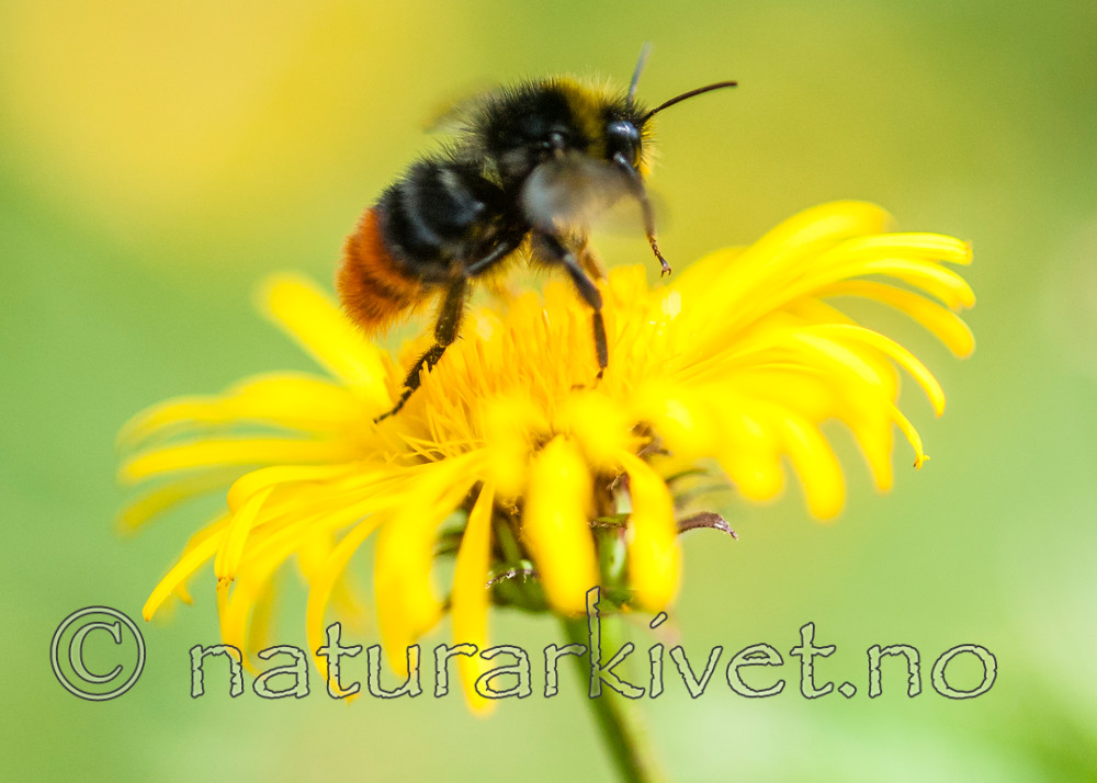 BB 12 0346 / Bombus lapidarius / Steinhumle <br /> Inula salicina / Krattalant