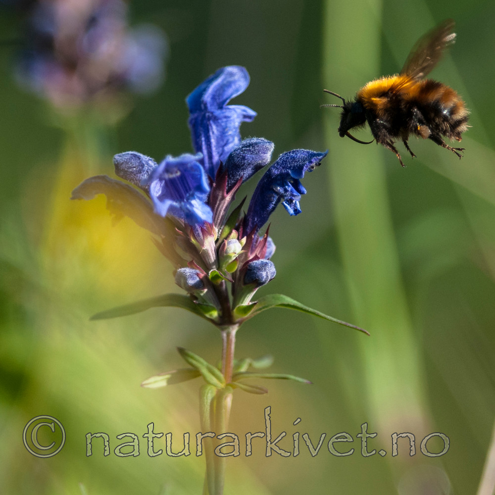 BB 12 0348 / Bombus pascuorum / åkerhumle <br /> Dracocephalum ruyschiana / Dragehode