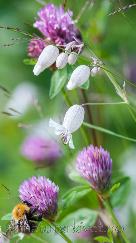 BB 12 0349 / Bombus pascuorum / åkerhumle <br /> Silene vulgaris / Engsmelle <br /> Trifolium pratense / Rødkløver