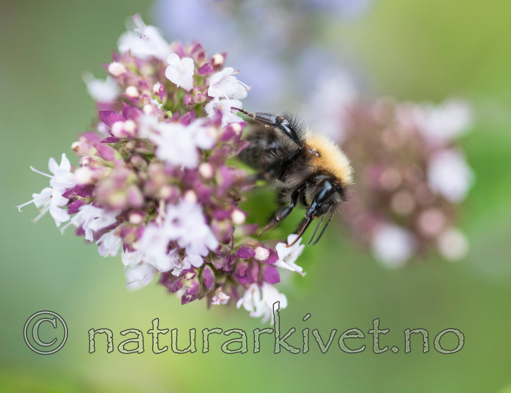 BB 12 0352 / Bombus pascuorum / åkerhumle <br /> Thymus pulegioides / Bakketimian