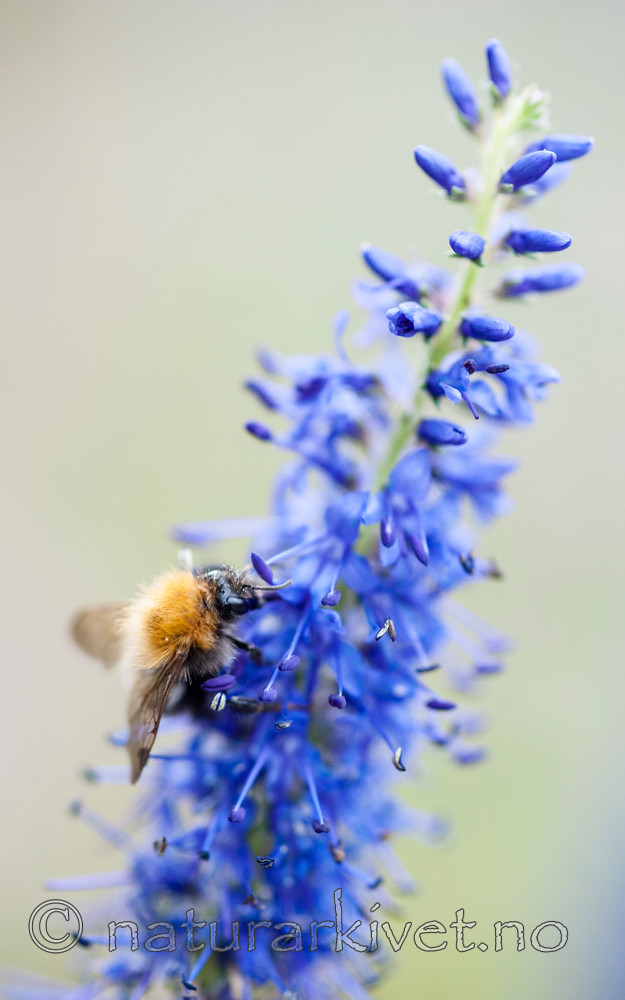 BB 12 0353 / Bombus pascuorum / åkerhumle