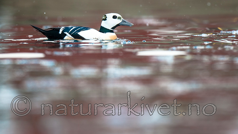 BB 12 0362 / Polysticta stelleri / Stellerand