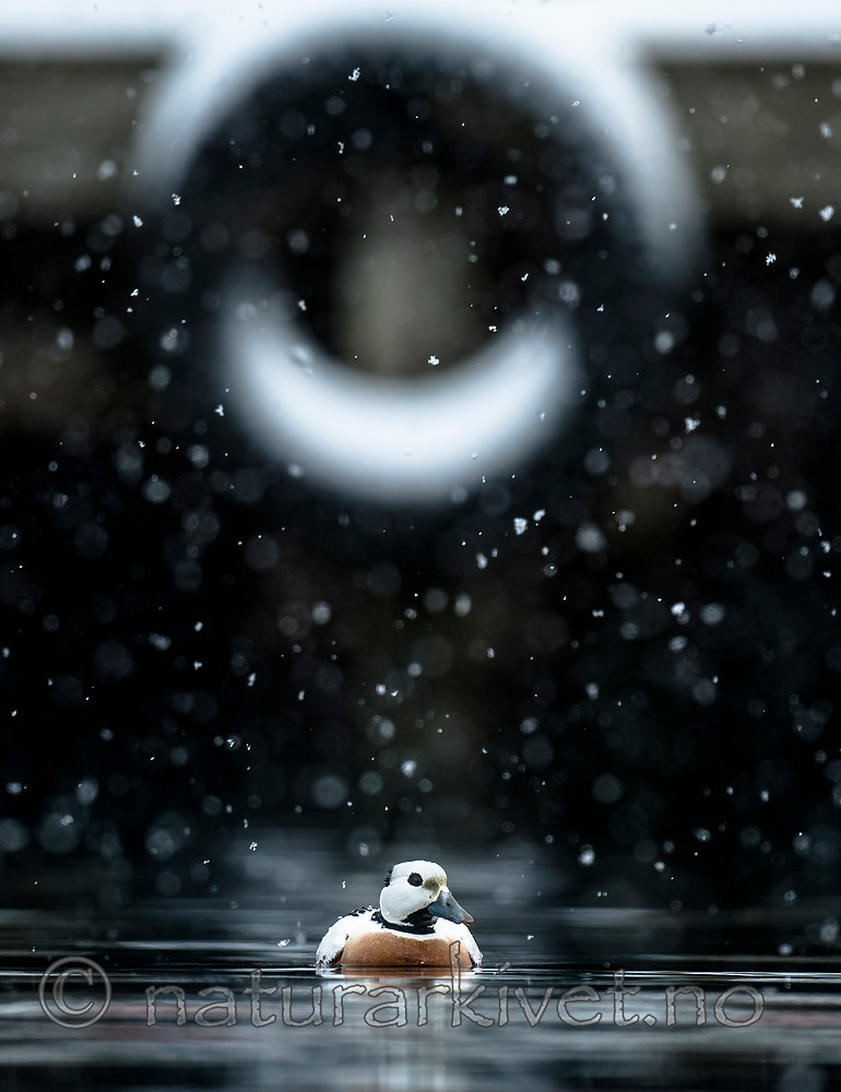 BB 12 0363 / Polysticta stelleri / Stellerand