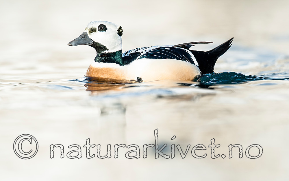 BB 12 0367 / Polysticta stelleri / Stellerand