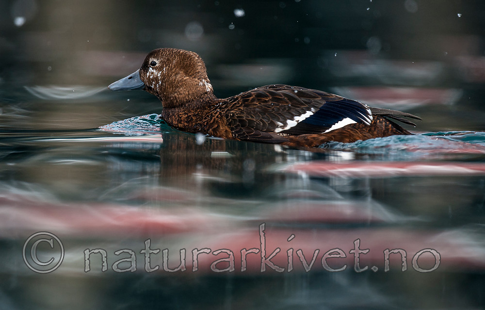 BB 12 0369 / Polysticta stelleri / Stellerand