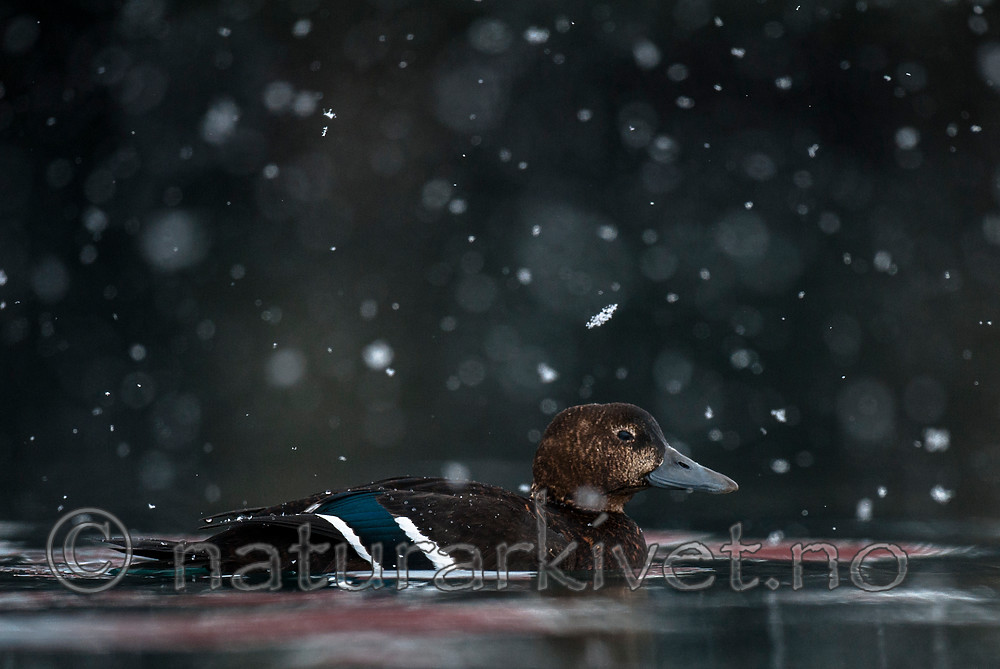 BB 12 0370 / Polysticta stelleri / Stellerand