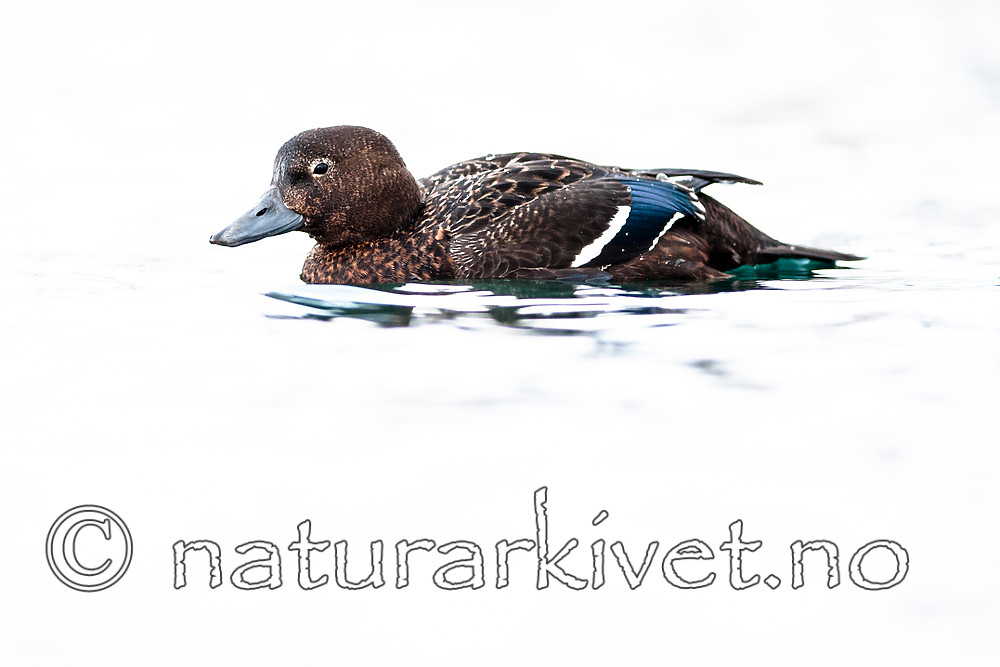 BB 12 0372 / Polysticta stelleri / Stellerand