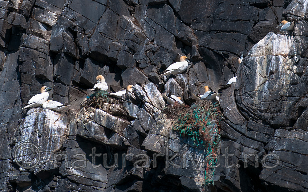 BB 12 0376 / Morus bassanus / Havsule