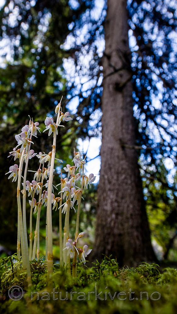 BB 12 0377 / Epipogium aphyllum / Huldreblom <br /> Picea abies / Gran