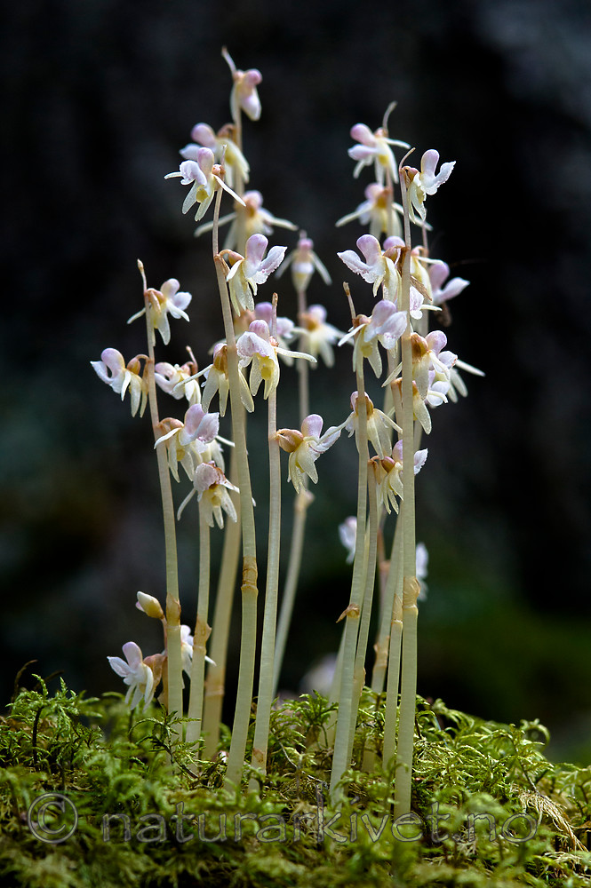 BB 12 0380 / Epipogium aphyllum / Huldreblom