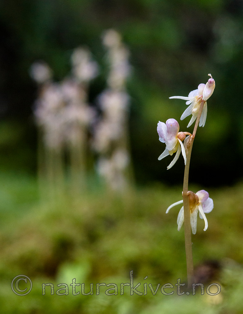 BB 12 0384 / Epipogium aphyllum / Huldreblom